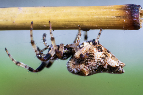 Walckenaer's Trashline Orbweaver