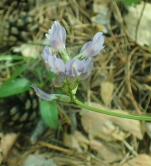 Astragalus danicus