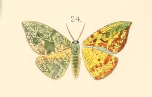 Cherbulois banakaria