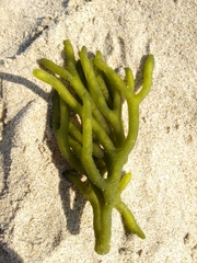 Codium tomentosum