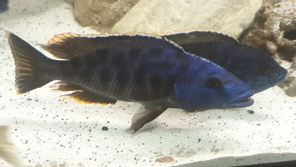 Blackbelly hap (Tyrannochromis nigriventer) — Cichlidae