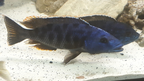Zwartbuik-roofcichlide (Tyrannochromis nigriventer) — Cichlidae