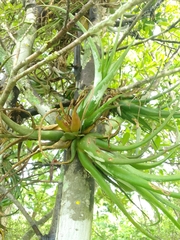 Tillandsia