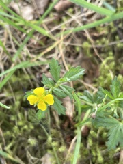 Potentilla erecta