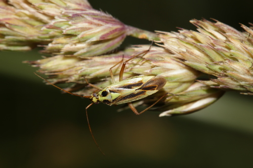 Photo of Two-spotted Grass Bug (Stenotus binotatus)