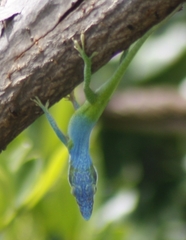 Anolis allisoni
