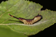 Cerura