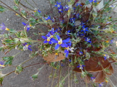 Eriastrum sapphirinum