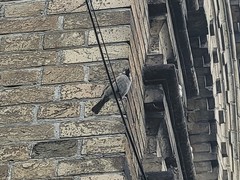 Passer montanus