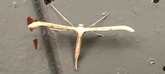 Emmelina monodactyla