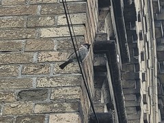 Passer montanus
