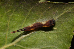 Cerura