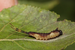 Cerura