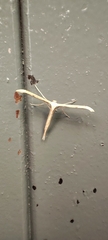 Emmelina monodactyla