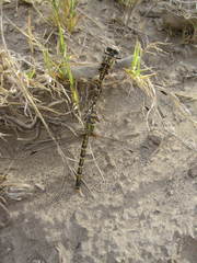 Erpetogomphus designatus