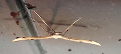 Emmelina monodactyla