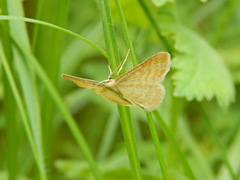 Idaea pallidata