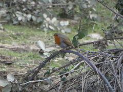Erithacus rubecula