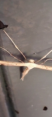 Emmelina monodactyla