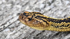 Crotalus totonacus