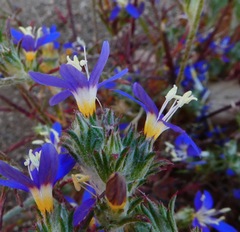 Eriastrum sapphirinum