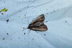 Apamea verbascoides