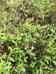 Strophostyles leiosperma