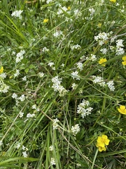 Galium saxatile