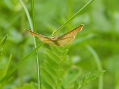 Idaea pallidata