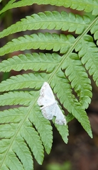 Scopula propinquaria