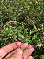 Strophostyles leiosperma