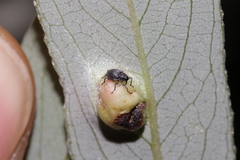 Archarius salicivorus