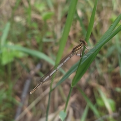 Platycnemis pennipes