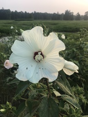 Hibiscus lasiocarpos