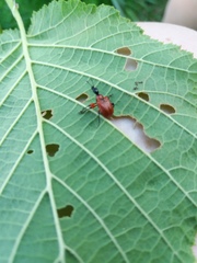 Apoderus coryli