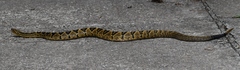 Crotalus totonacus