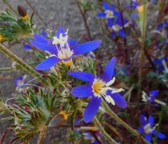 Eriastrum sapphirinum