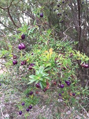 Billardiera macrantha