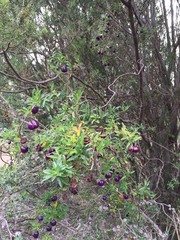 Billardiera macrantha