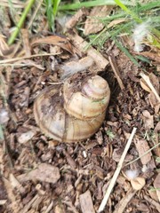 Viviparus viviparus