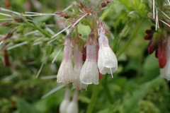 Symphytum grandiflorum