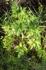 Ranunculus pensylvanicus