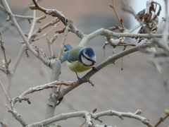 Cyanistes caeruleus