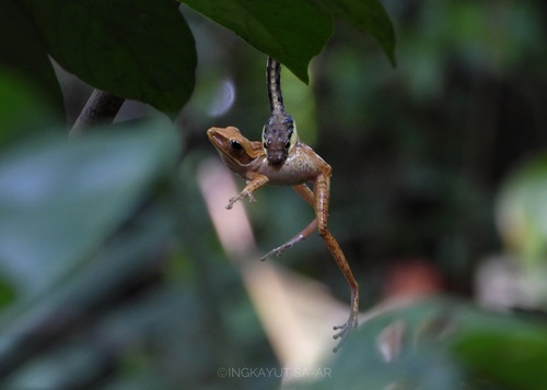Common Southeast Asian Tree Frog, ปะเหลียน, อ.ปะเหลียน, จ.ตรัง, TH, photo 7 of 10