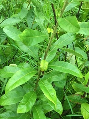 Morella caroliniensis