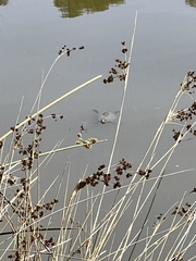 Emys orbicularis orbicularis