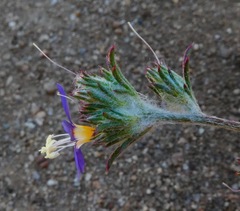 Eriastrum sapphirinum