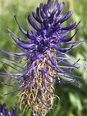 Phyteuma betonicifolium