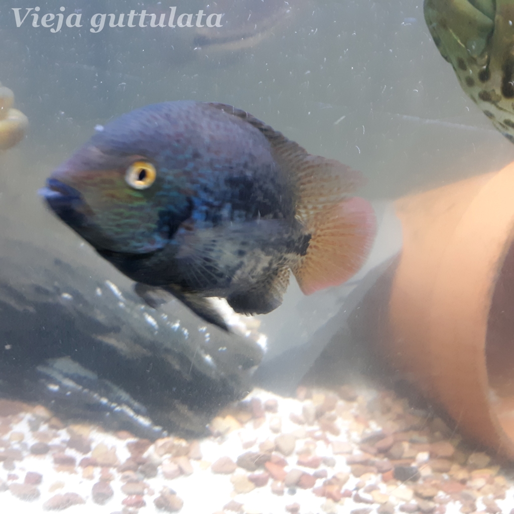 Amatitlan Cichlid