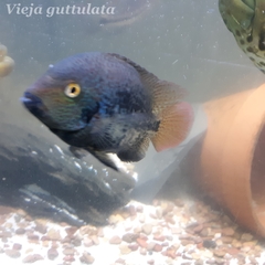 Vieja guttulata